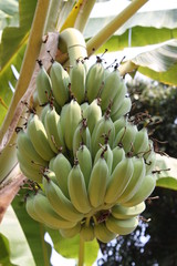 Bananenstaude auf einer Plantage in Thailand