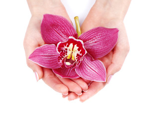 beautiful purple orchid in palms