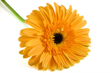 Orange gerber with stem isolated on white background