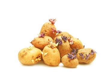 Potatoes with sprouts.