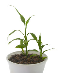 Young  green sprout isolated over white background