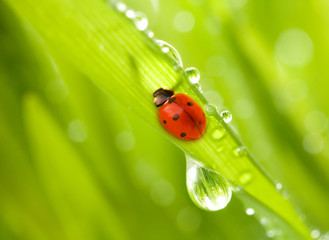 Ladybug sitting on a green grass
