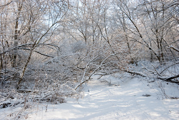 Winter in a forest