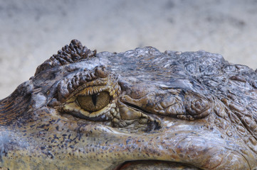 Reptilauge eines Kaimans