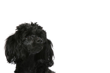 Black, young poodle looks up, isolated on white