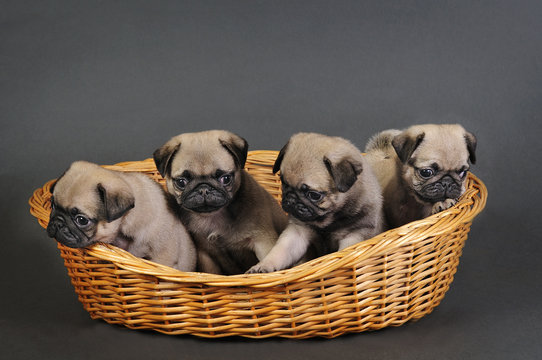 Four Pug Puppies.