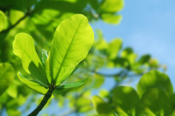 Fototapeta na wymiar new leaf