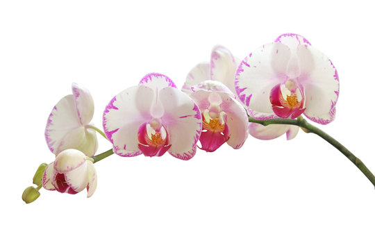 Fototapeta Orchid on white