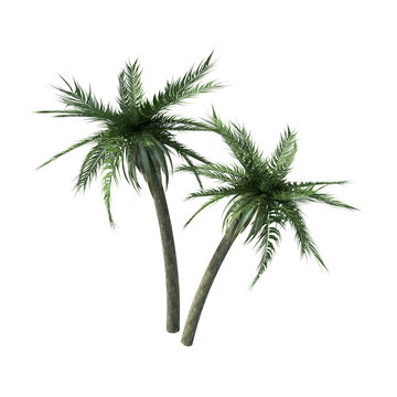 perpective view of two palms