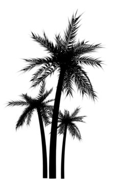 palm tree silhuettes