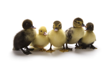 Ducklings
