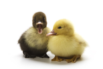 Ducklings