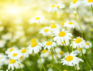 Rising sun above the beautiful chamomiles
