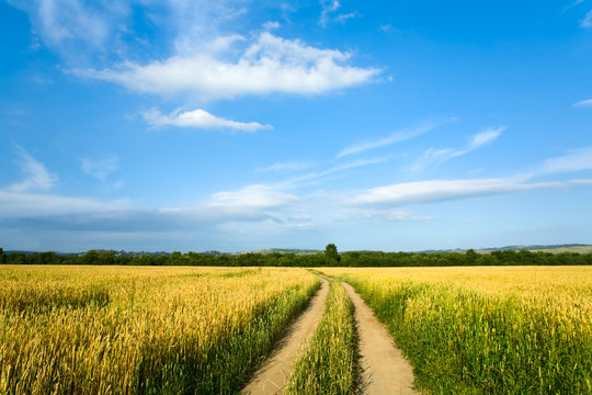Country road through the wheaten field