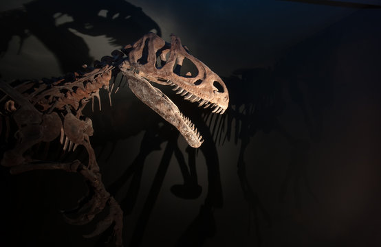 Skelett eines Dinosauriers mit gruseligen Schatten