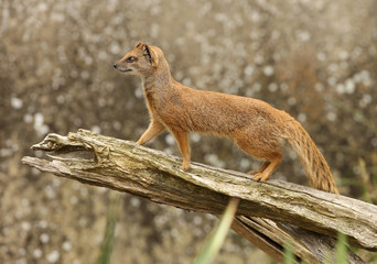 Portrait of a Yellow Mongoose