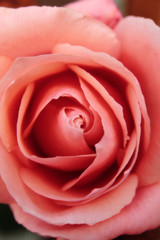 pink dreamy rose