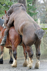 saillie de Percherons © Claude Calcagno
