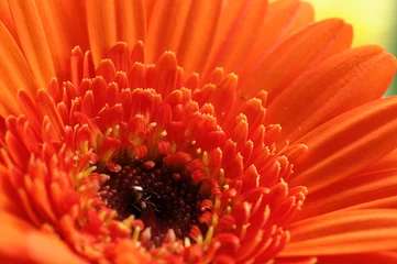 Crédence de cuisine en verre imprimé Macro gerbera