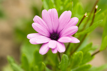 Obraz premium pink flower with water drops