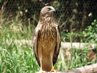 kite