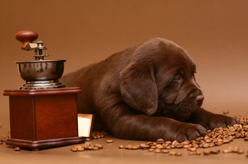 Chocolate puppy.