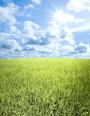 Obraz premium Landscape of young paddy field