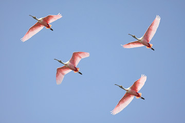 Roseate Spoonbills In Flight