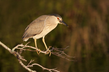 Black-crowned Night-Heron