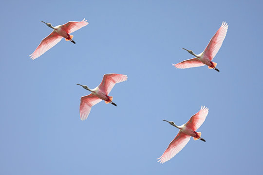 Roseate Spoonbills In Flight