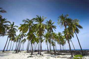 Palm grove