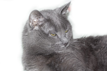 Gray Cat