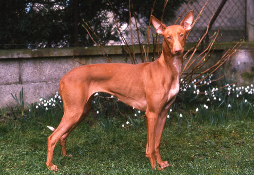 chien du pharaon adulte entier de profil