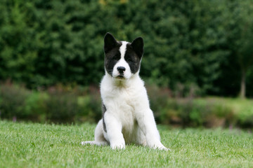 le petit akita américain assis penche sur le côté