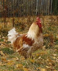 Rooster