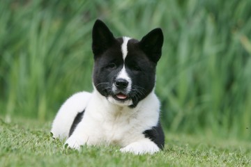 Chiot akita américain couché de face dans la pelouse