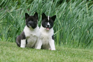 duo d'akitas américains assis de face à la campagne