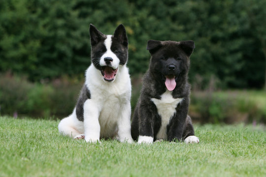 50 IMAGES, PHOTOS ET ILLUSTRATIONS VECTORIELLES STOCK APPROPRIÉES SUR LE  THÈME "Akita Américain" | Adobe Stock