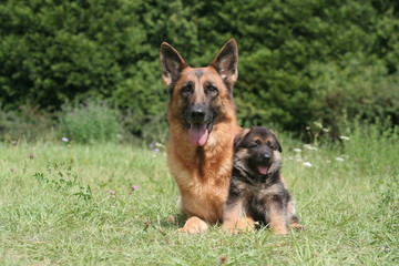 Petit Berger Allemand Debout De Face A La Campagne Wall Mural Wallpaper Murals Dogs