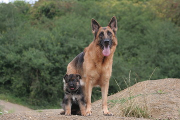 chienne berger allemand debout de face avec son chiot