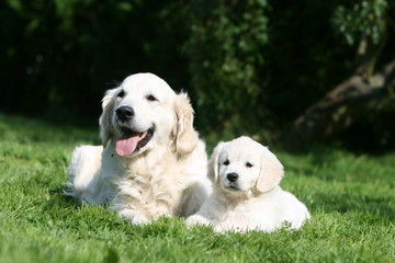 Chienne golden retriever blanche et son petit couchés
