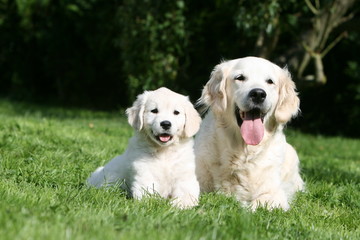 Golden retriever et son petit couchés dans l'herbe verte