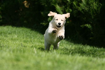 heureux petit golden retriever courant de face