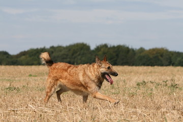 Fototapeta premium course du berger belge laekenois de profil