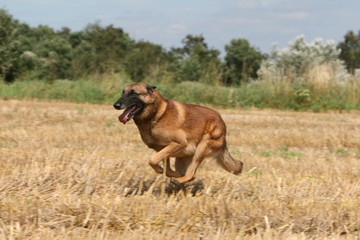 Le berger malinois filant dans un champs