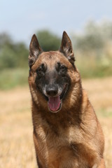 portrait du beau berger belge malinois de face