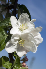 Fototapeta premium Apfelblüte