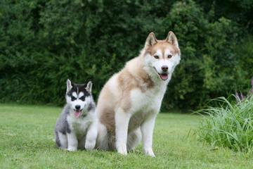 petite famille de husky assis sur la pelouse