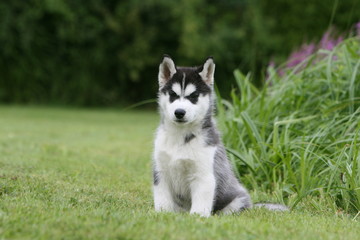 Joli Husky chiot tacheté assis de face dans un parc