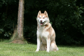 Superbe chien sibérien assis de face dans un parc